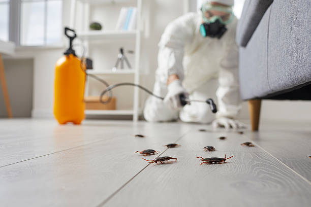 Commercial Kitchen Cockroach Control in Spring Hill